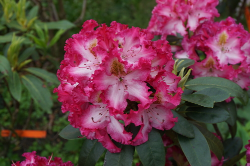 Vorschau auf kommende Rhododendron-Neuheiten