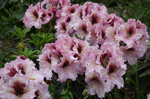 Vorschau auf kommende Rhododendron-Neuheiten