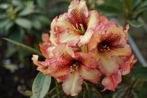 Vorschau auf kommende Rhododendron-Neuheiten