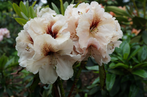 Vorschau auf kommende Rhododendron-Neuheiten