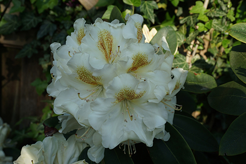Rhododendron Biggi
