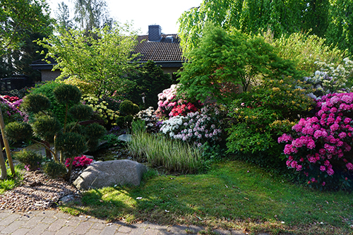 Vorschau auf kommende Rhododendron-Neuheiten