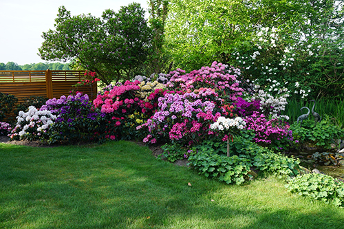 Blick in den Rhododendron-Garten Henry Hesse