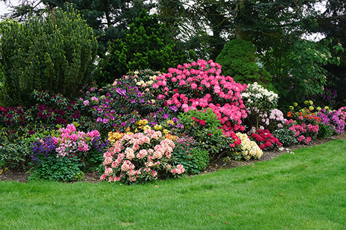 Blick in den Rhododendron-Garten Henry Hesse